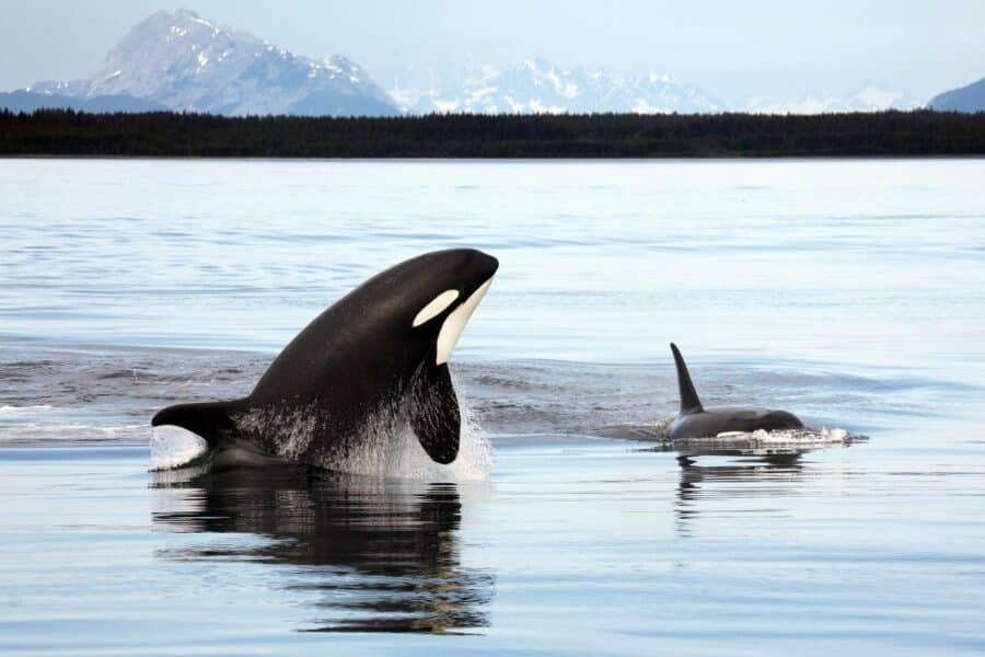 Orca_Alaska