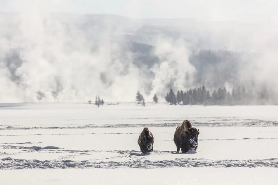 Bison in Lower Geyser Basin in winter by Jacob W. Frank. Original public domain image from Flickr