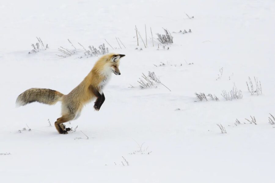 Hunting fox, Hayden Valley. Original public domain image from Flickr